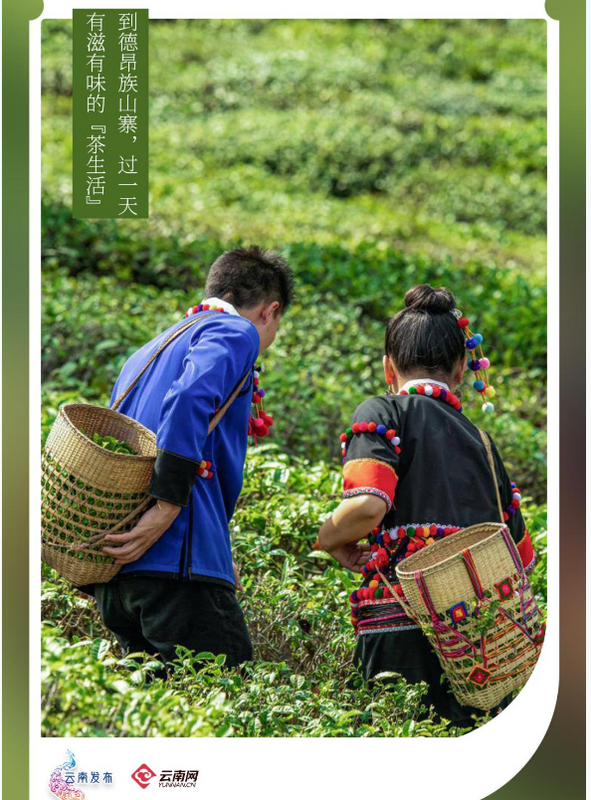 关于到德昂族山寨，过一天有滋有味的“茶生活”的最新消息