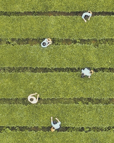 有关于碳中和实践 引领茶园绿色转型的相关信息