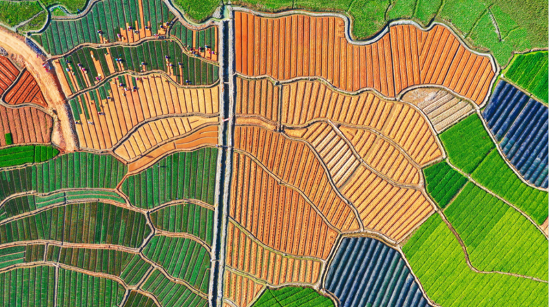 关于两岸茶人齐聚中国红茶之都——福建福安，为了这件大事的相关内容(5)