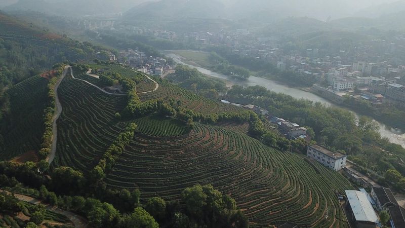 关于两岸茶人齐聚中国红茶之都——福建福安，为了这件大事的相关内容(4)