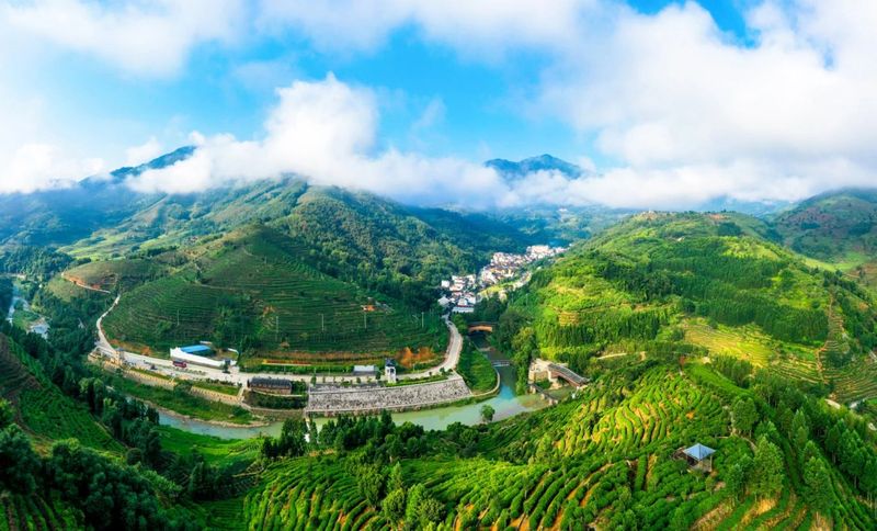 关于两岸茶人齐聚中国红茶之都——福建福安，为了这件大事的相关内容(1)