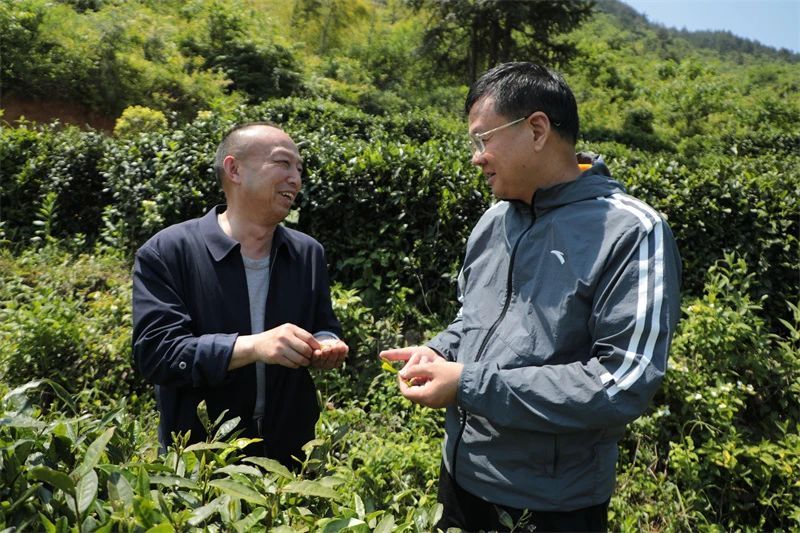 有关于安徽岳西:“小叶子”遇上“大专家”发挥大能量的消息(2)