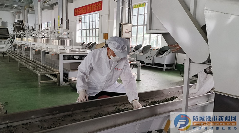 关于防城港市防城区：茶叶变“金叶” 带动大产业的资讯(3)