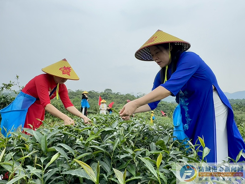 关于防城港市防城区：茶叶变“金叶” 带动大产业的资讯