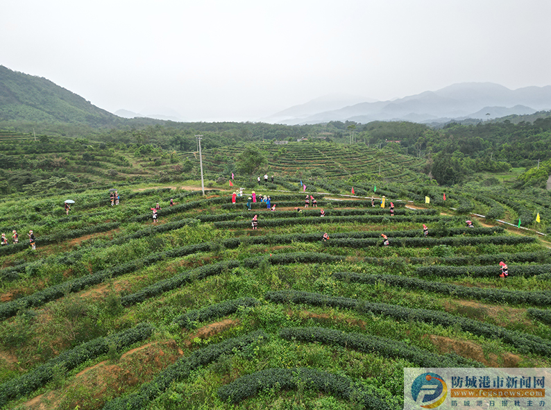 关于防城港市防城区：茶叶变“金叶” 带动大产业的资讯(5)