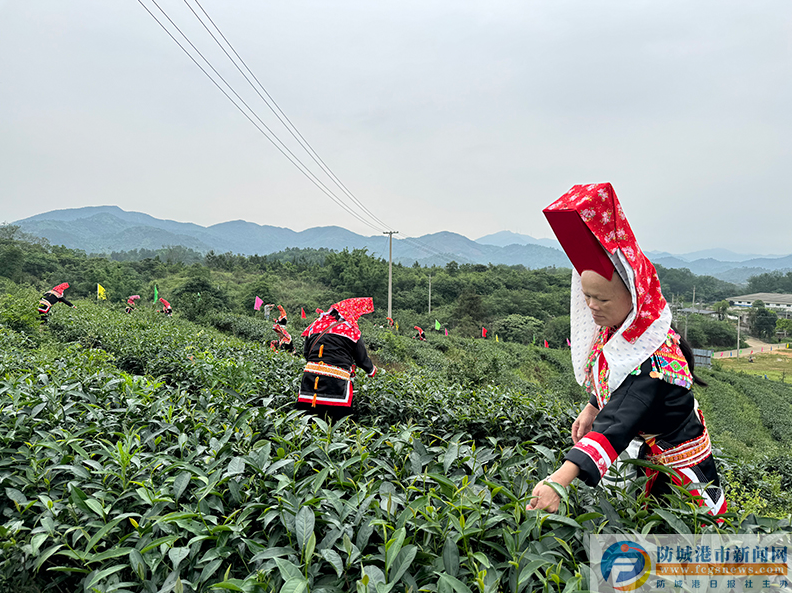 关于防城港市防城区：茶叶变“金叶” 带动大产业的资讯(4)