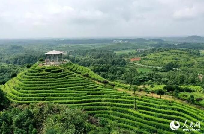 关于江西靖安：生态茶园风光美的内容(3)