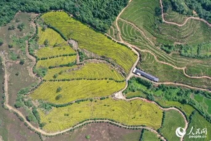 关于江西靖安：生态茶园风光美的内容(1)