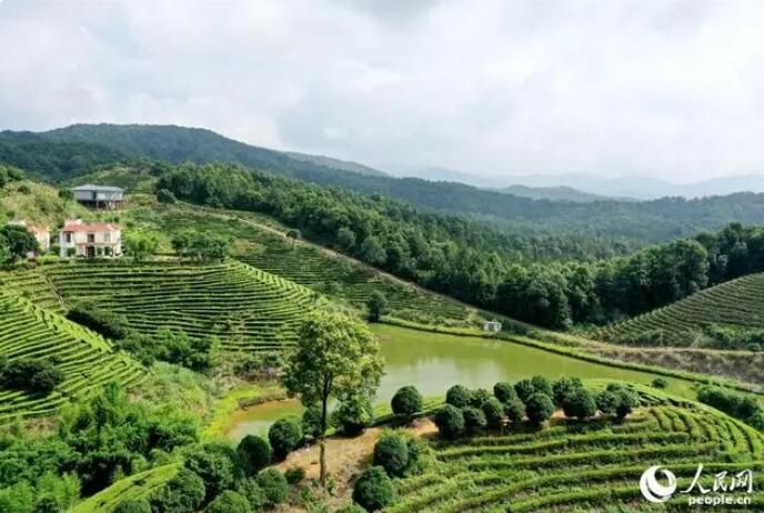 关于江西靖安：生态茶园风光美的内容(5)