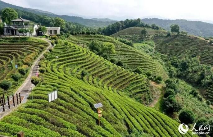 关于江西靖安：生态茶园风光美的内容(2)