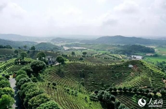 关于江西靖安：生态茶园风光美的内容(4)