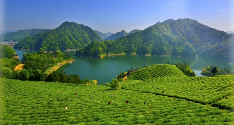 有关于安化的茶叶又获奖了的相关内容