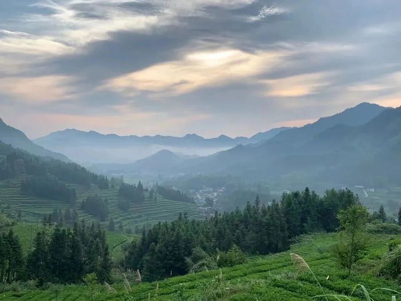 有关于安化的茶叶又获奖了的相关内容(8)