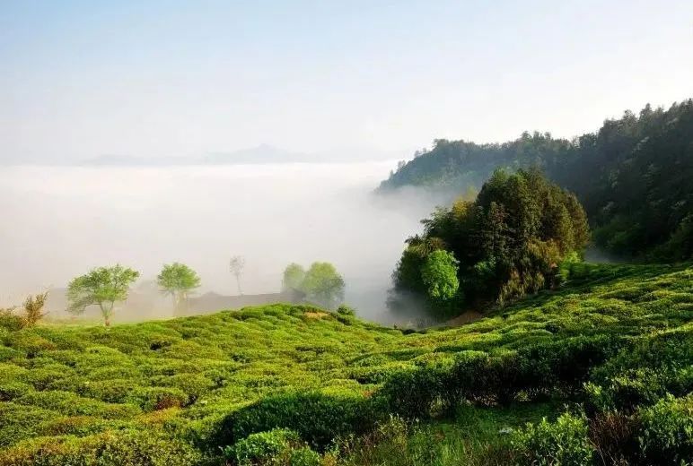 有关于安化的茶叶又获奖了的相关内容(10)