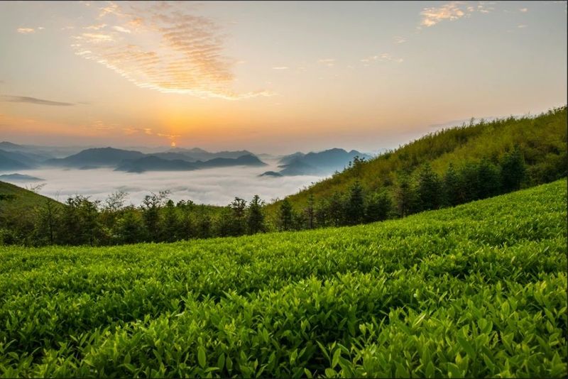 有关于安化的茶叶又获奖了的相关内容(6)