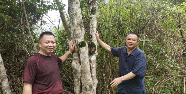 有关于河源连平九连发现一棵老茶树的新闻