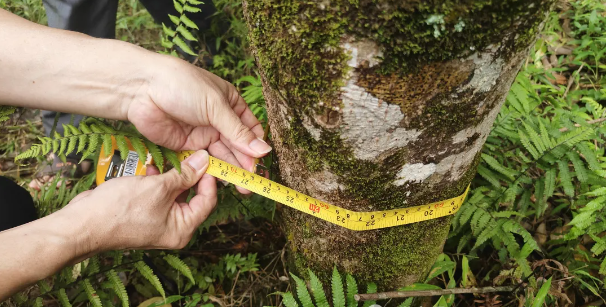 有关于河源连平九连发现一棵老茶树的新闻(1)