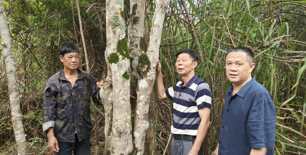 有关于河源连平九连发现一棵老茶树的新闻(2)