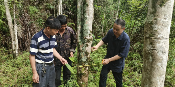 有关于河源连平九连发现一棵老茶树的新闻(3)