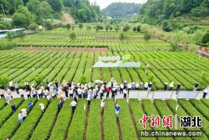 有关于400名专家、代表走进茶乡夷陵的信息
