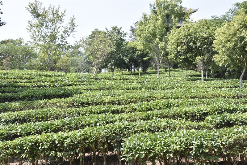 有关于临沧市奏响茶旅融合发展“新乐章”的新闻