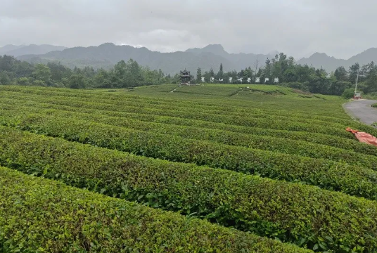 关于印江洋溪镇：机械化采茶 提高茶叶下树率的最新消息(2)