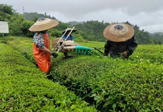 关于印江洋溪镇：机械化采茶 提高茶叶下树率的最新消息