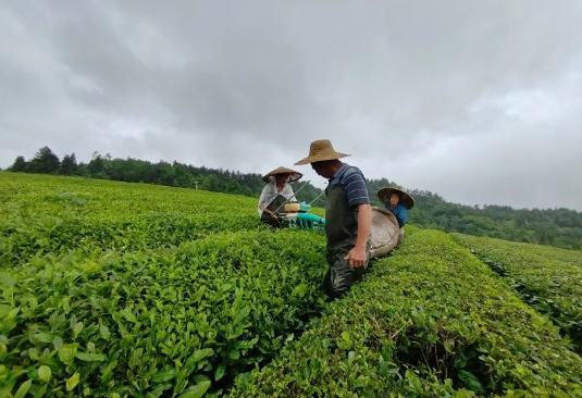 关于印江洋溪镇：机械化采茶 提高茶叶下树率的最新消息(1)