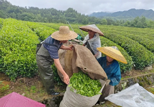关于印江洋溪镇：机械化采茶 提高茶叶下树率的最新消息(3)
