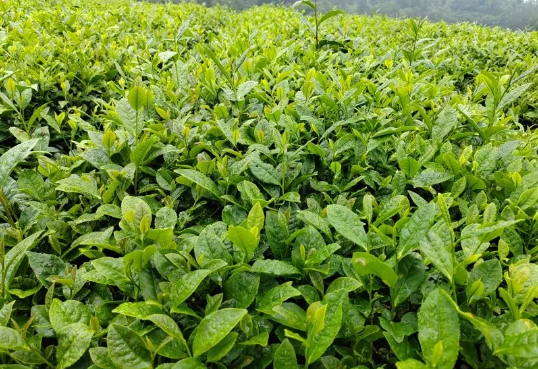 关于印江洋溪镇：机械化采茶 提高茶叶下树率的最新消息(4)