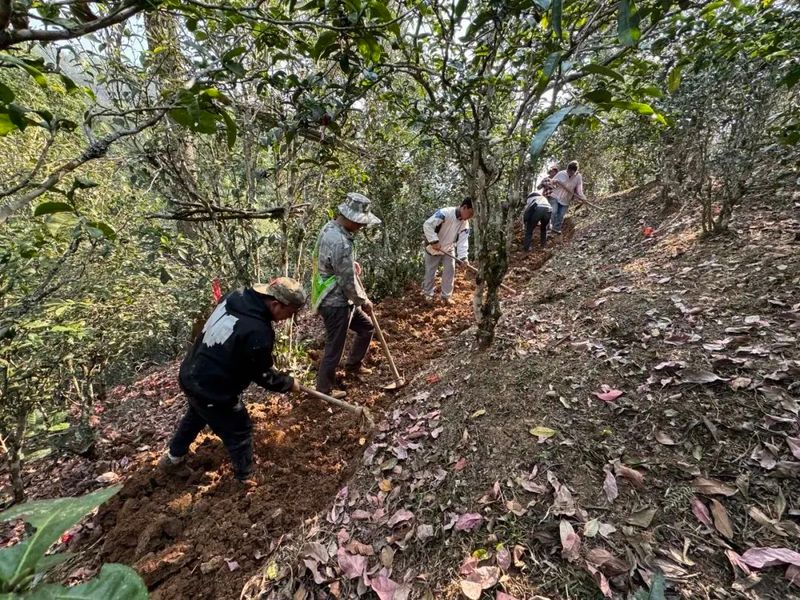 有关于勐腊县象明乡：深挖域内特色资源 探索茶旅融合之路的相关信息