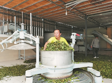 关于绿春县大兴镇：党建引领 茶叶带富一方百姓的相关信息