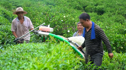 有关于宁都：万亩夏茶进入收获期 机械化采茶提速增效的相关信息(1)