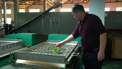 有关于宁都：万亩夏茶进入收获期 机械化采茶提速增效的相关信息