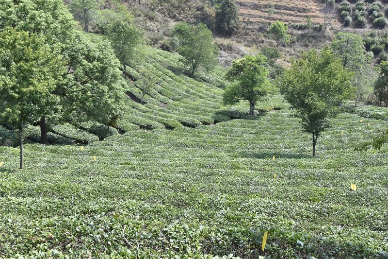 关于补链强链助推云茶高质量发展——访省农科院农业经济与信息研究所三级研究员袁媛的相关信息