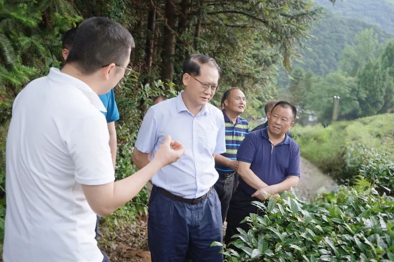 有关于胡海运率队到乐昌调研茶产业发展情况的信息