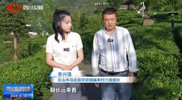 关于乐山马边：茶山上的绿色“加减法”的信息(4)