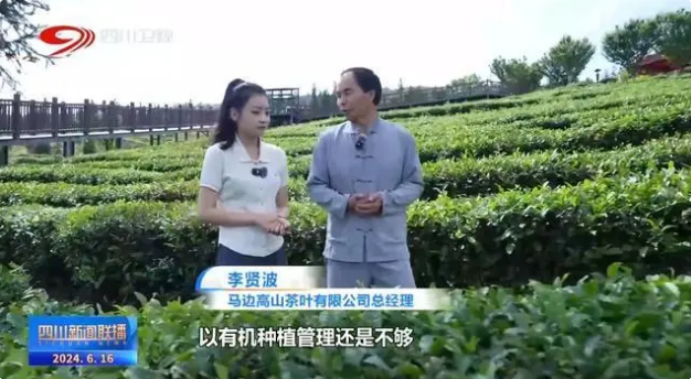 关于乐山马边：茶山上的绿色“加减法”的信息(1)