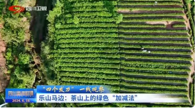 关于乐山马边：茶山上的绿色“加减法”的信息(2)