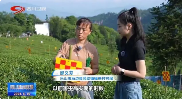 关于乐山马边：茶山上的绿色“加减法”的信息(6)