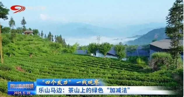 关于乐山马边：茶山上的绿色“加减法”的信息