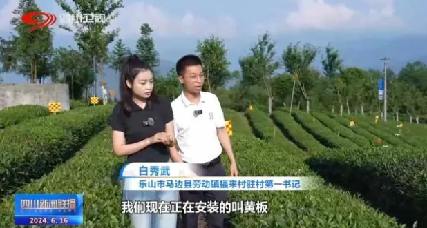 关于乐山马边：茶山上的绿色“加减法”的信息(5)