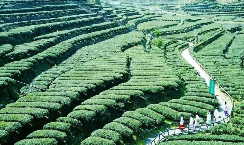 关于从“一片叶”到“百茶都”看安溪铁观音的创新突围的资讯(1)