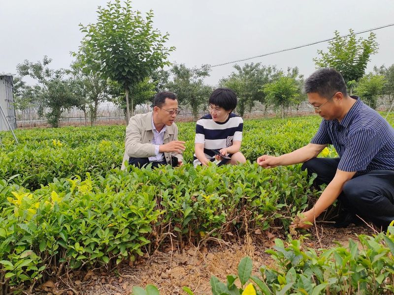 关于桃林镇成功举办茶叶发展论坛的新闻(6)