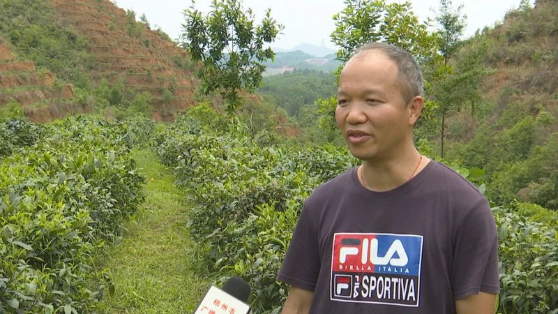 关于万秀区：多举措优化营商环境 助推六堡茶产业高质量发展的相关内容(1)