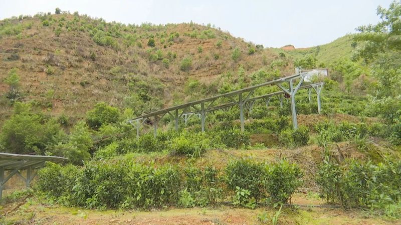 关于万秀区:多举措优化营商环境 助推六堡茶产业高质量发展的相关内容