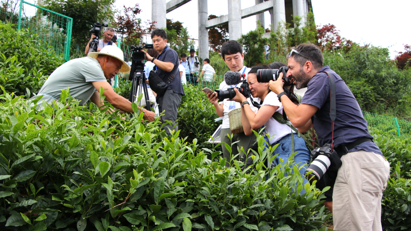 关于探熊猫故乡·品蜀风茶韵 中外媒体记者走进蒙顶山感受独特的茶文化魅力的相关信息(4)