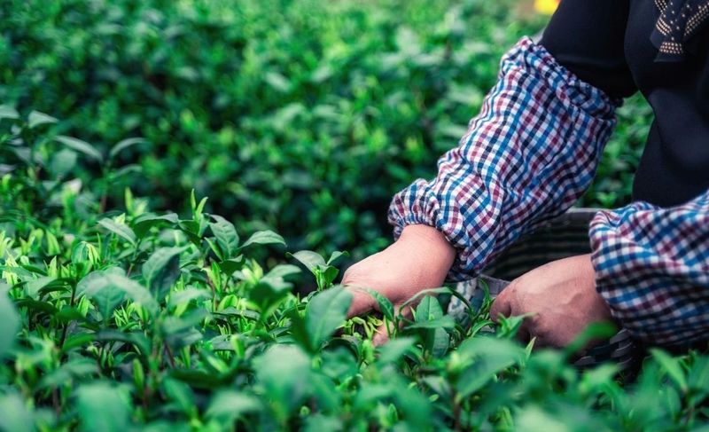 有关于气候好产品，松阳茶又获国家级认证的相关信息