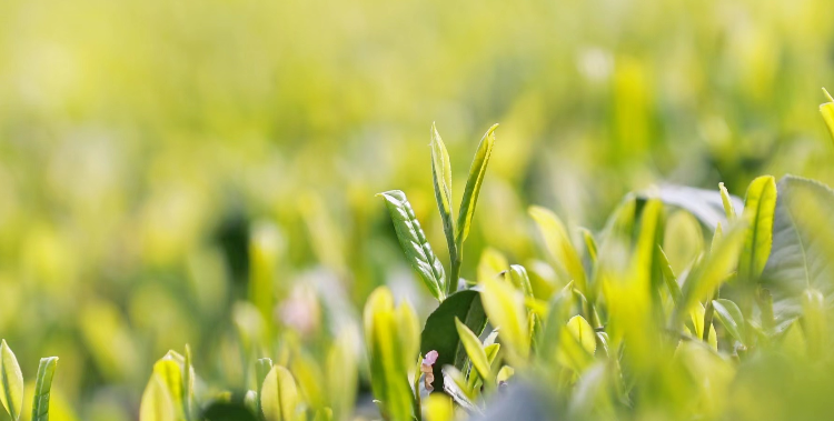 有关于气候好产品，松阳茶又获国家级认证的相关信息(2)