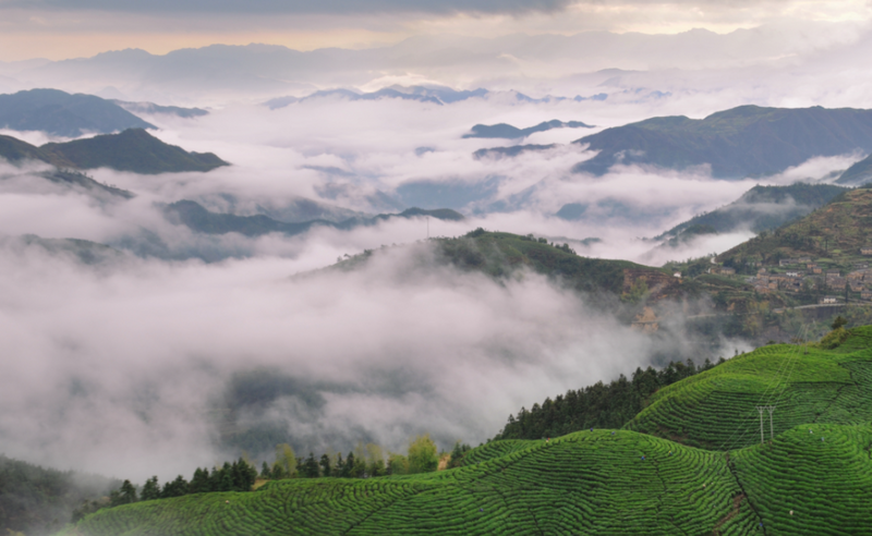 有关于气候好产品，松阳茶又获国家级认证的相关信息(1)